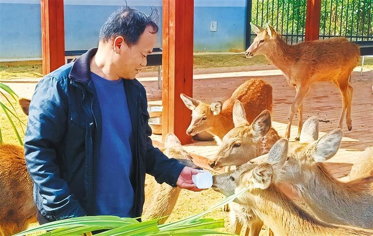 质量发展产业调研】林下生金冰球突破豪华版手机版【高(图1)
